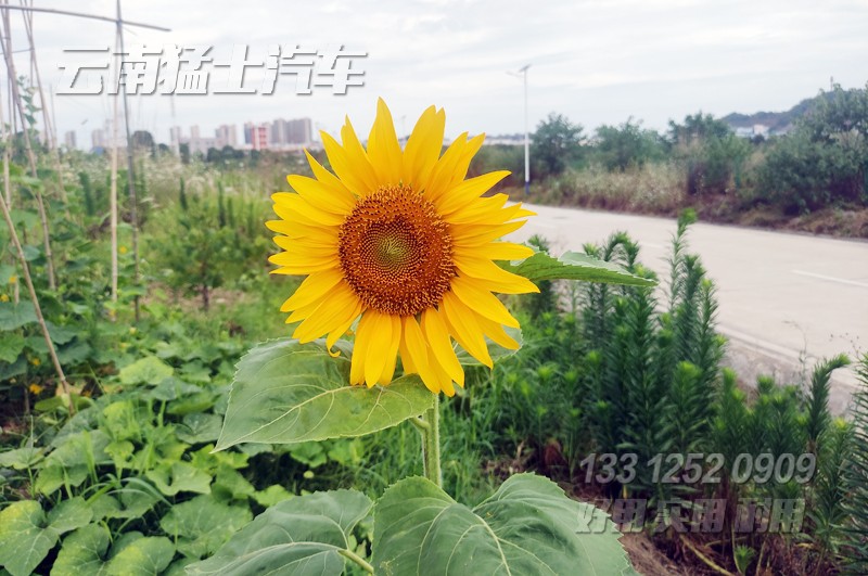東風四驅六驅,越野卡車,東風卡車,出口卡車,東風車出口,車輛測試